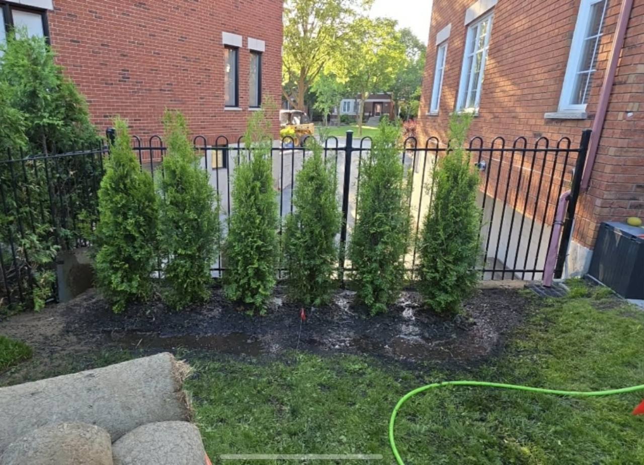 Landscaping with a newly planted cedar hedge